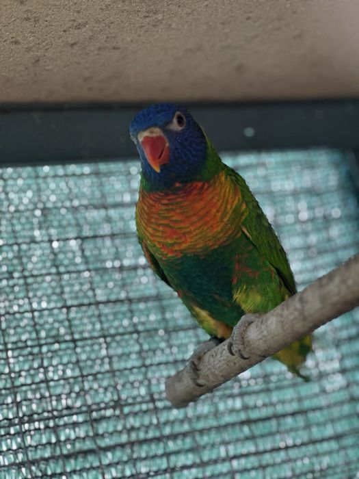 Loris Do Ano Passado