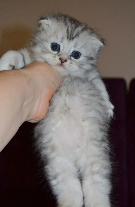 Малыш хайленд фолд