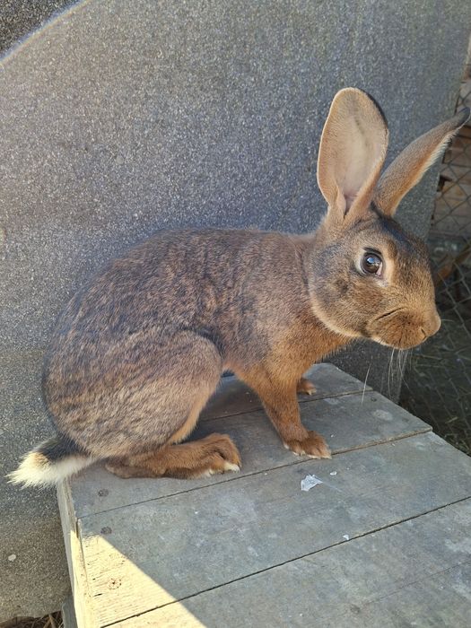 Zajęczak samiec mahoniowy