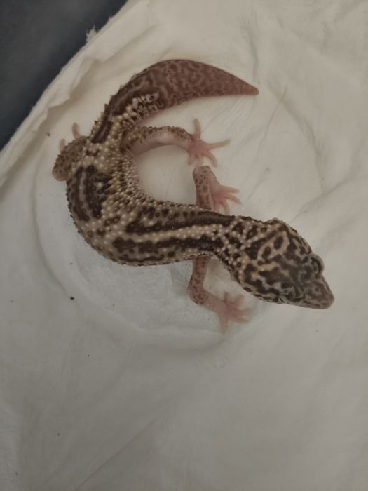 Eufeblar (gekon) lamparci cf. Raptor eclipse