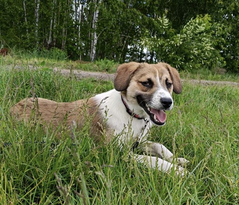 Młody Romuś do adopcji