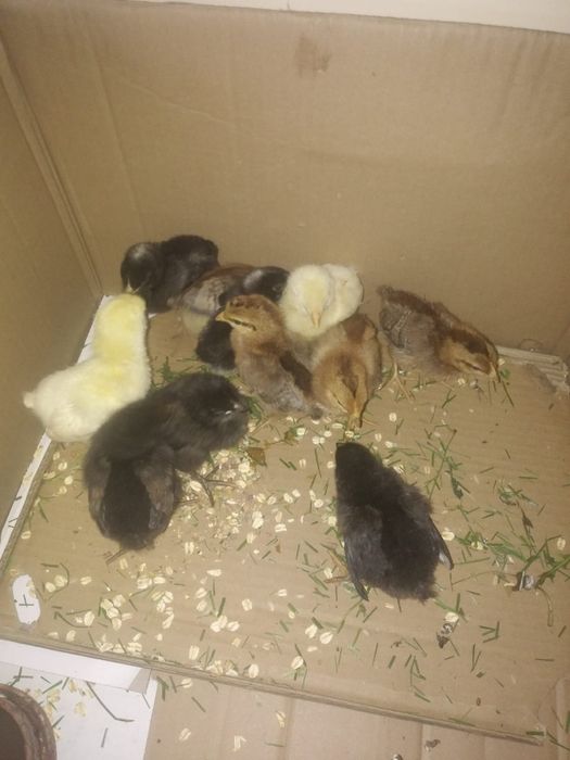 Sprzedam jaka legowe