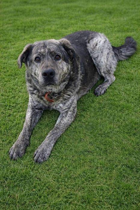 Do adopcji Lucky 3lata