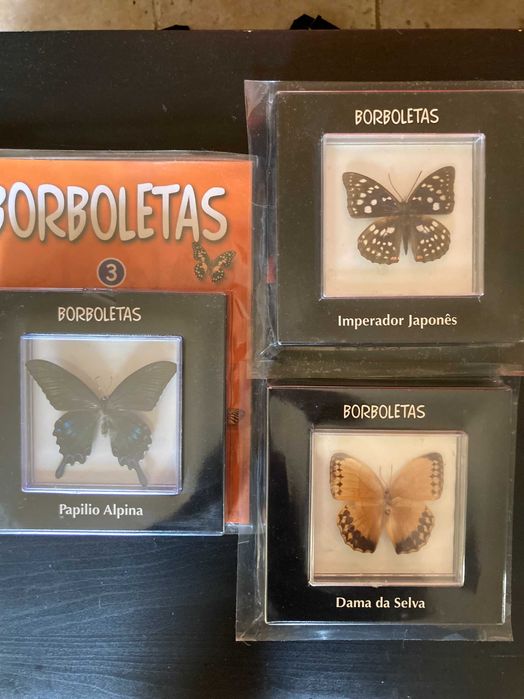 Borboletas verdadeiras Coleção