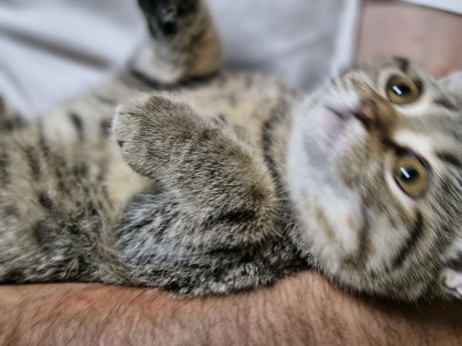 Шотландські котенята