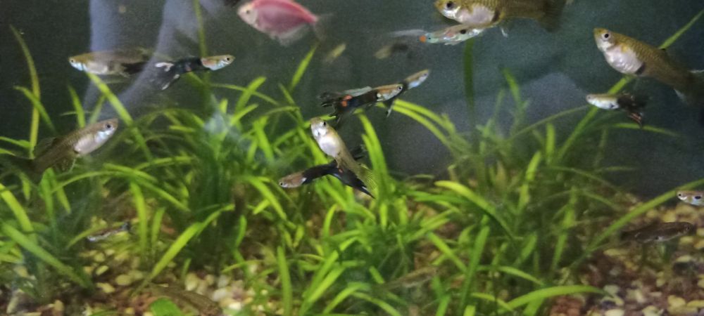 Продам рибок гуппі