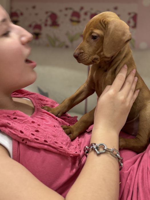 Угорська вижла або венгерская выжла неймлвірні золоті цуцики