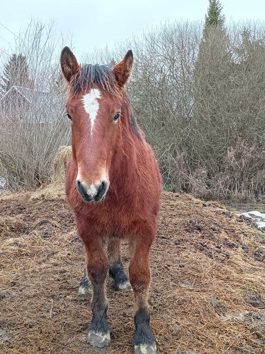 Źróbek zimnokrwisty ogierek