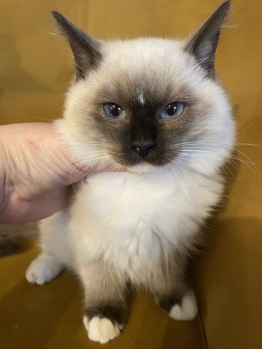 Koteczka  kot Ragdoll Ragdolle