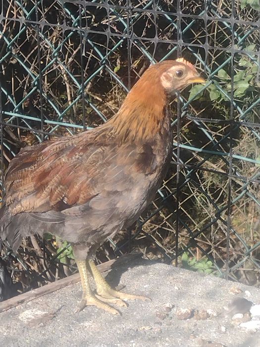 Sprzedam/zamienię 2-miesięcznego koguta rasy zielononóżka