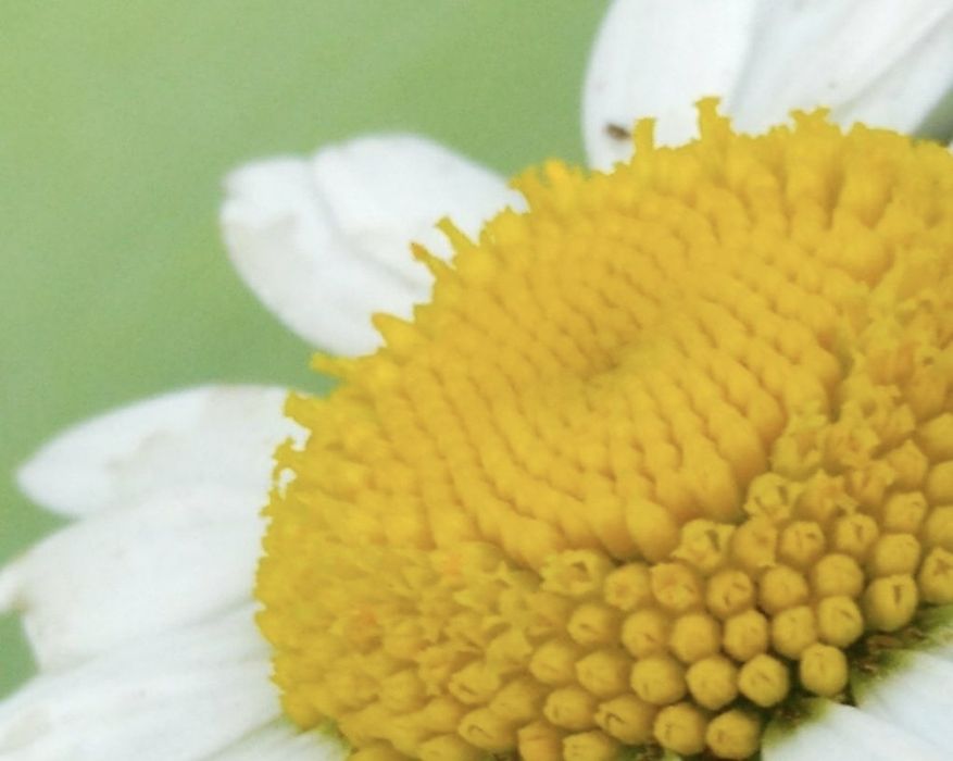 Ромашка сортова, велика.