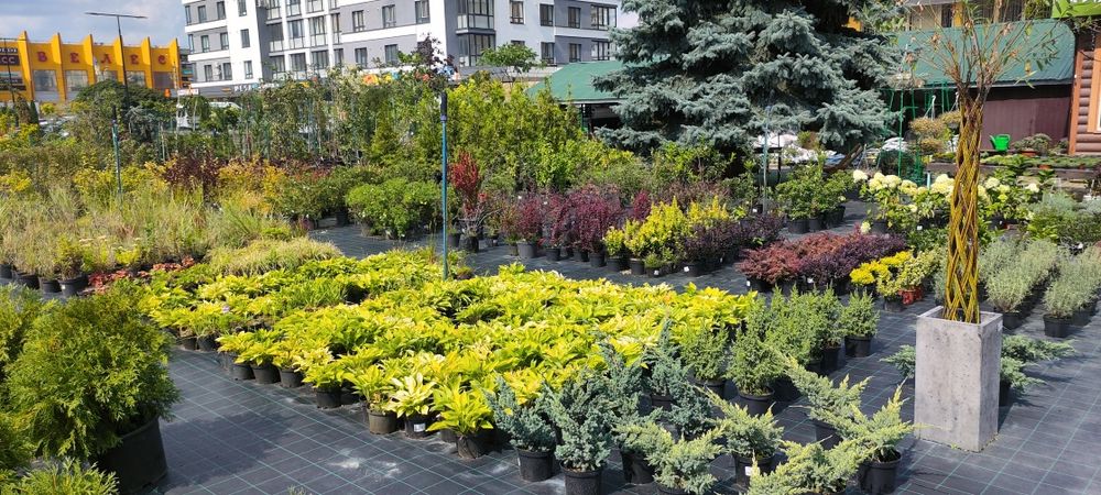 Садовий центр БОНсад. Декоративні рослини. Ландшафтний дизайн