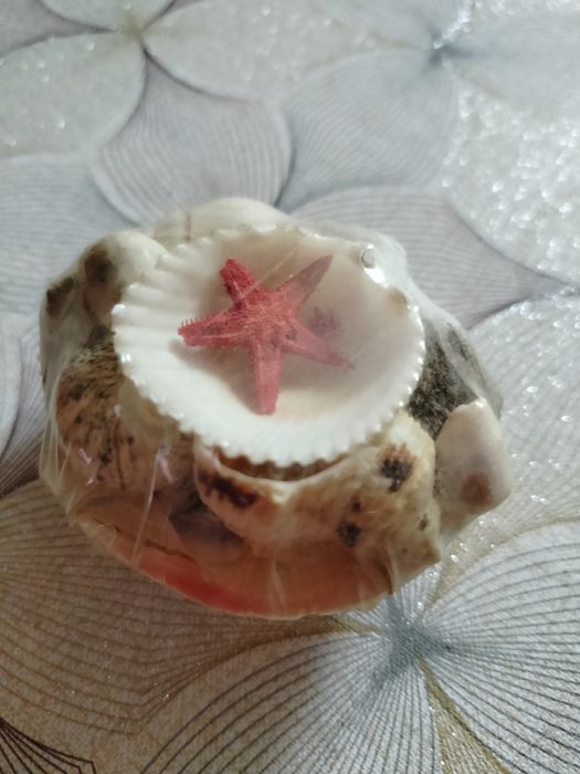 Różne wielkości muszli morskich