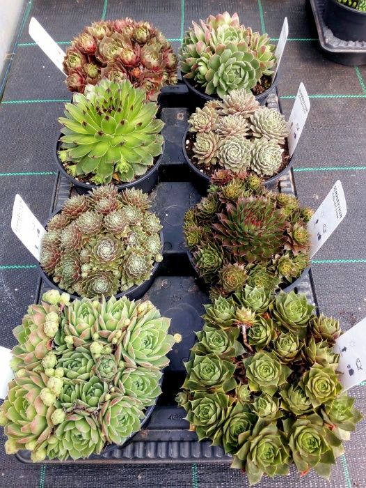 Coberturas verdes - Sedum e Sempervivum