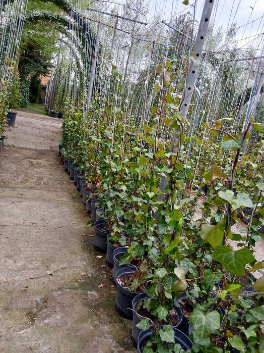 Bluszcz Hedera Hellix. pospolity, zimozielony, od 110 cm do 150 cm