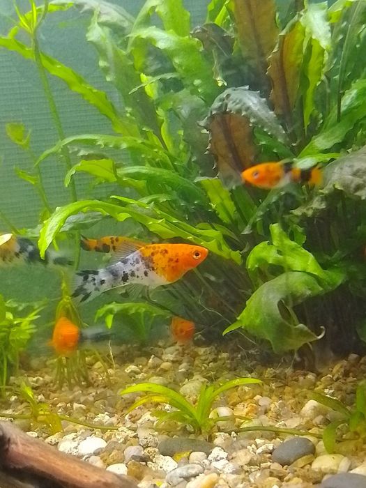 Аквариумні рибки мечоносці Кої