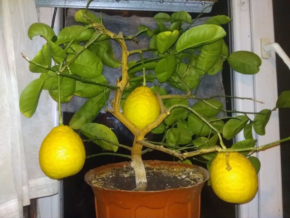 Лимон Кімнатний Крупноплідний Саджанці. Інжир. Ожина. Самшит.