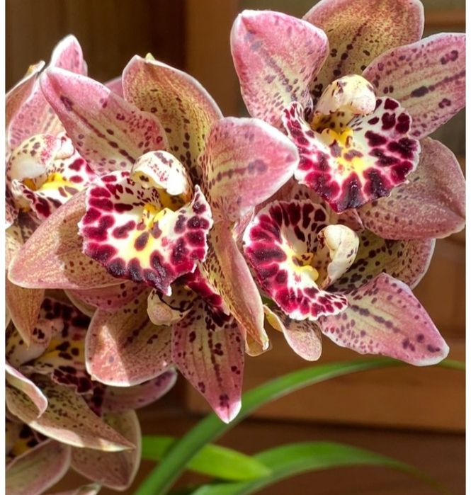 Цікавий по кольору цимбідіум