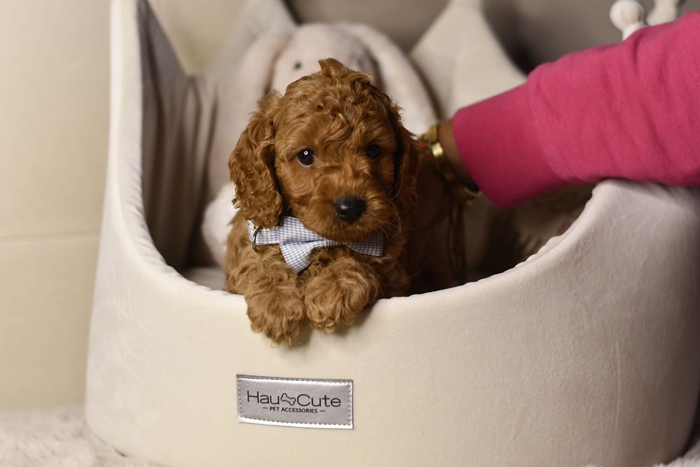 Cavapoo F1 RED wyjątkowy chłopiec