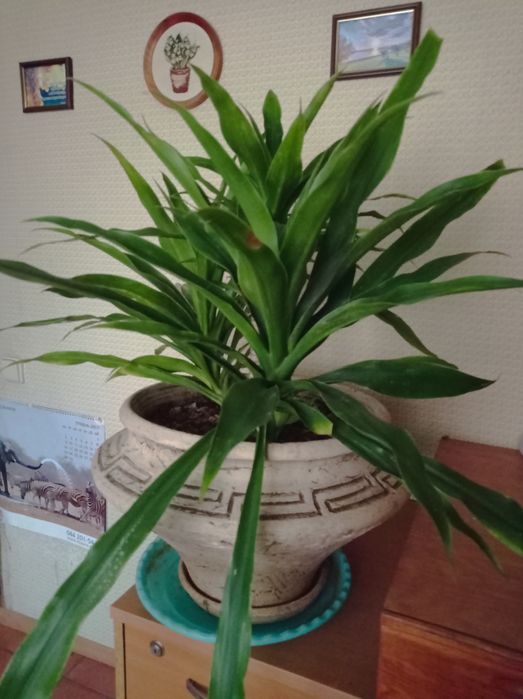 Юкка (драцена) цветущая