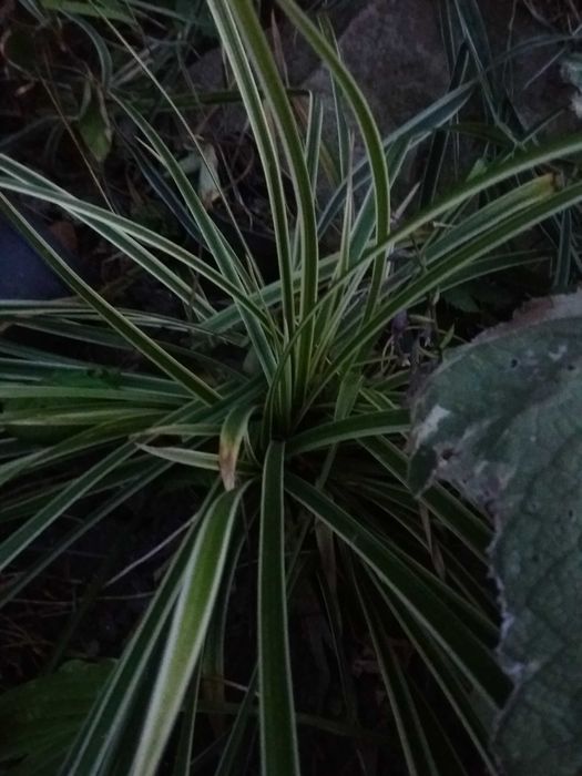 Райграс бульбоносний декоративні злаки міскантус