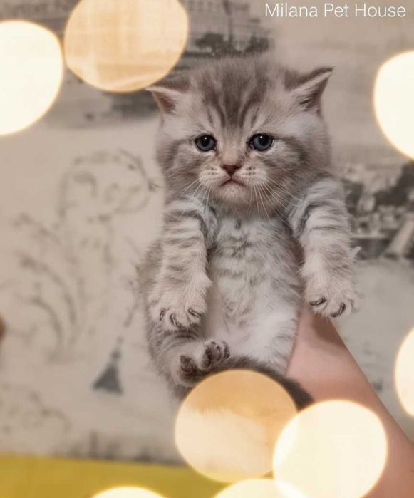 Плюшевые шотландские котята-домашнее выращивание.