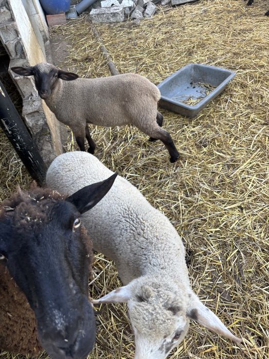 Borregos com 3 meses
