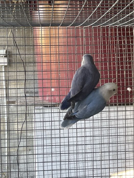 casal agapornis roseicollis