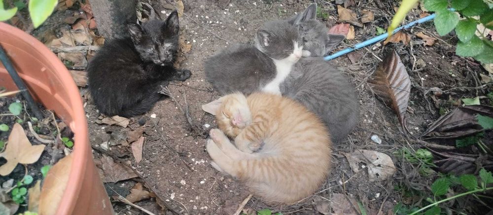 Gatinhos bebés para adopção