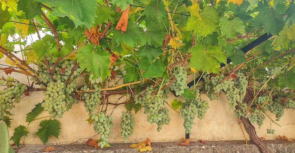 Vides de Videira para Plantar - Uva de Mesa