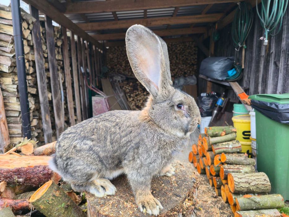 Olbrzym belgijski szary samiec  bos belg króliki