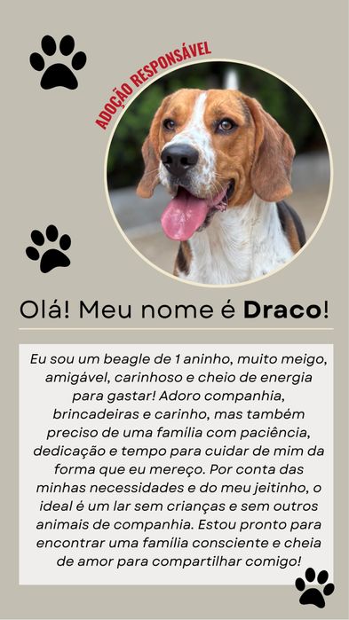 Beagle - Adoção