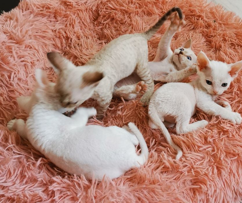 Kocurek Devon Rex