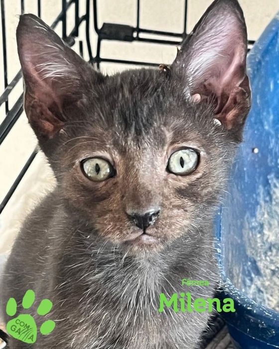 Milena, quem adota?