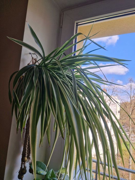 Roślina zielistka zielona