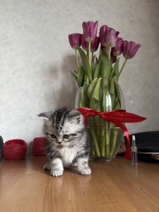 Кошеня шотландське