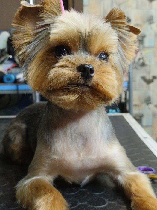 Хортицкий район. Стрижки собак и кошек. .