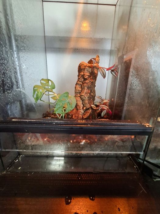 Terarium np. gekon