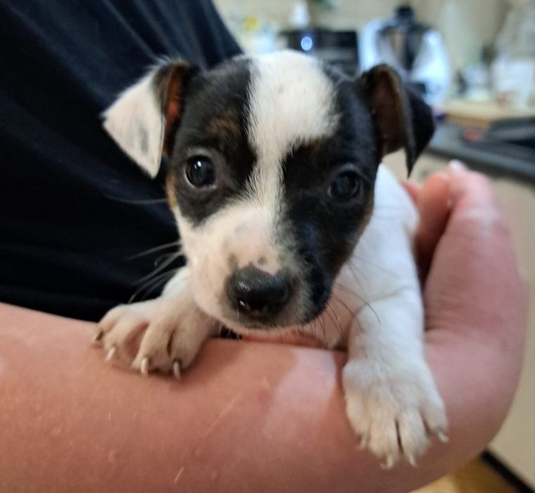 Jack russell terrier