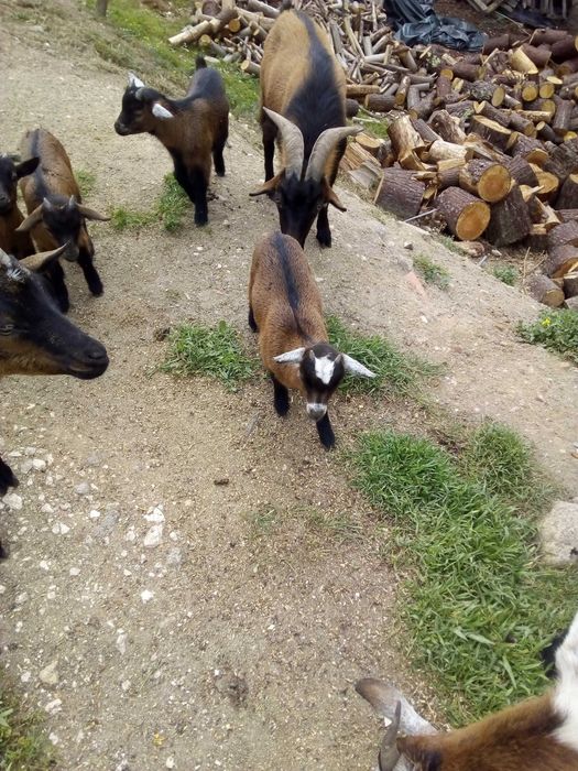 Vendo Cabritas anãs