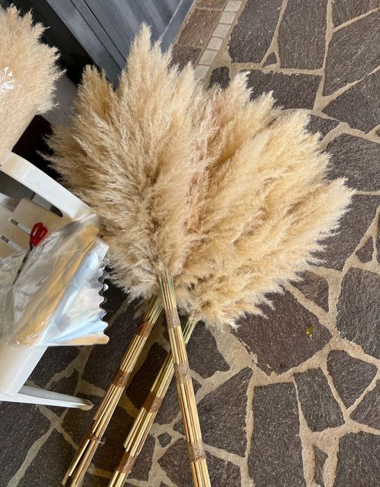 Тренд року! Пухнаста пампасна трава для декору