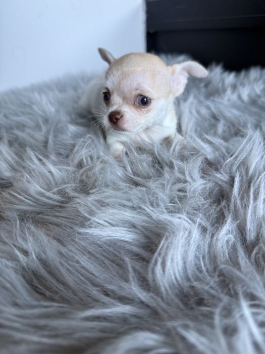 Menino Chihuahua  *lindissimo“ de bolso.