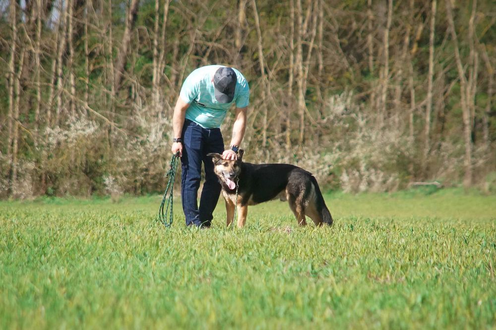 Hugon - piękny pies do adopcji