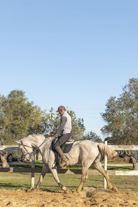 Egua Luso-Anglo montada, bom carácter