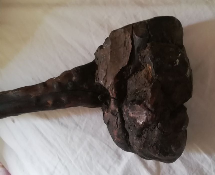 Raiz de 1 árvore esculpida pela natureza ela natureza