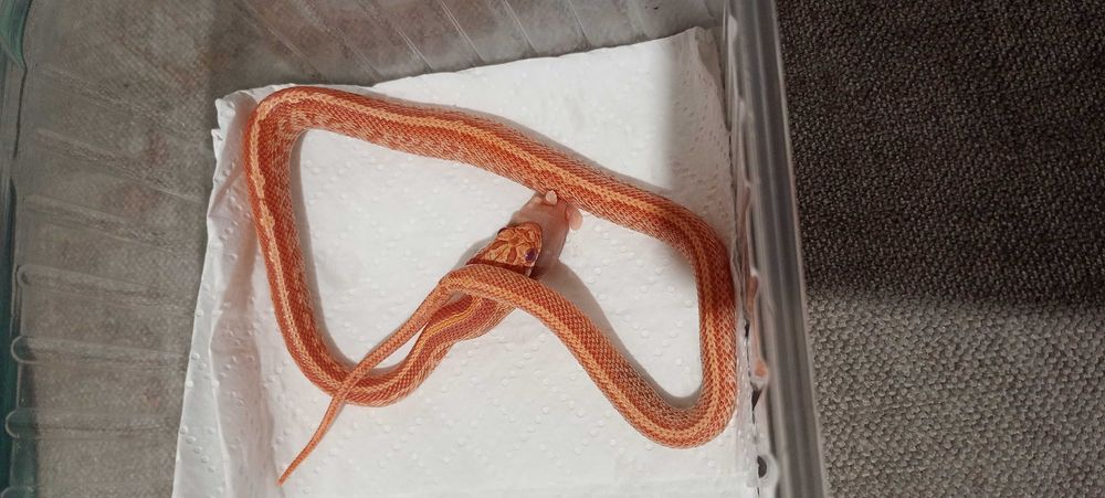 wąż zbożowy - samiec amel tessera 66% ph. scaleless