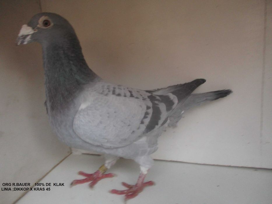 Gołębie pocztowe Gołąb Samca NL 2025     De Klak     rodowodem