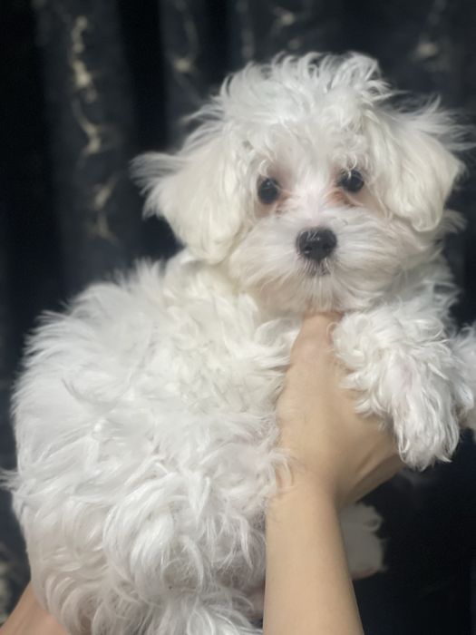 Мальтезе хлопчик з документами