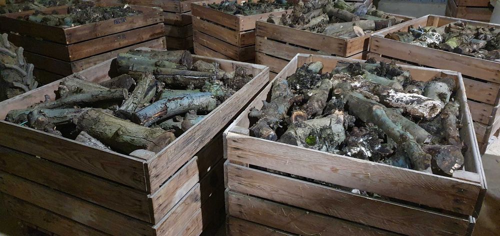 Lenha macieira para venda