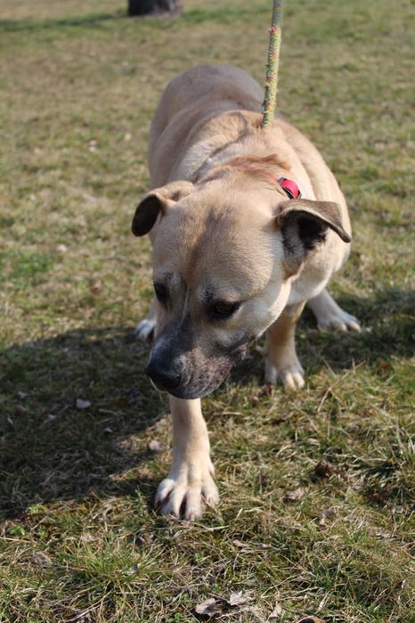 104984 Elza do adopcji.